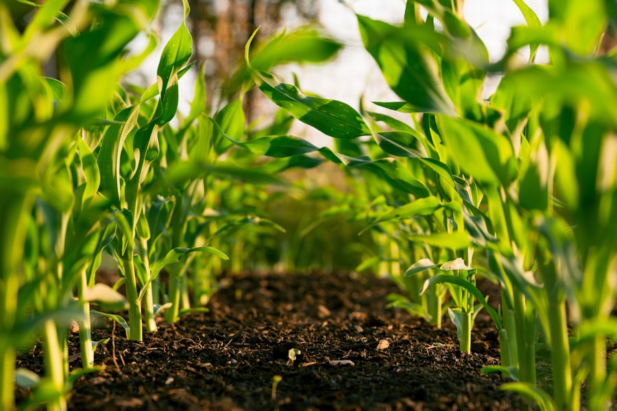 Gestão da qualidade cooperativa agrícola